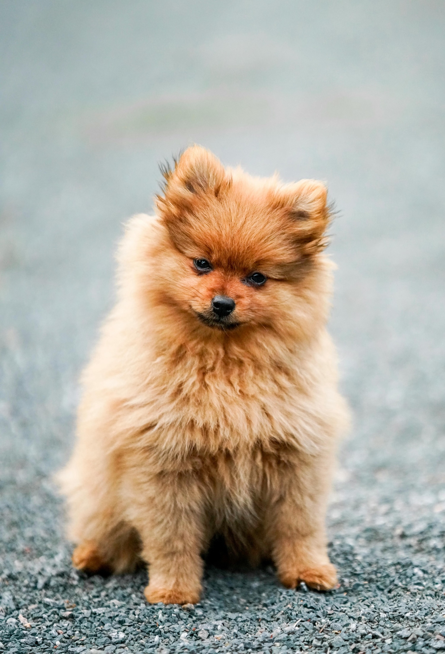 angry little pomeranian