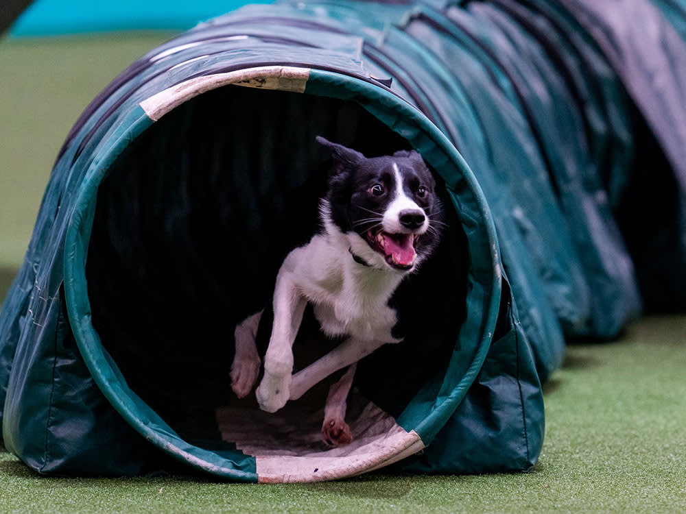 action shot of a black and white Border Collie coming out of a tunnel section of a dog agility course at Crufts