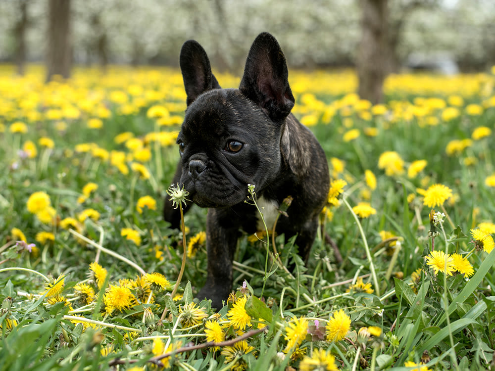 Black French bulldog in dandelion field