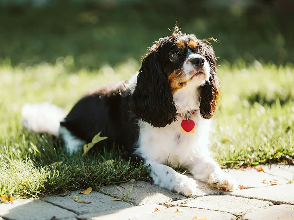 A brown-and-white dog with long ears lies on the grass in the sun.