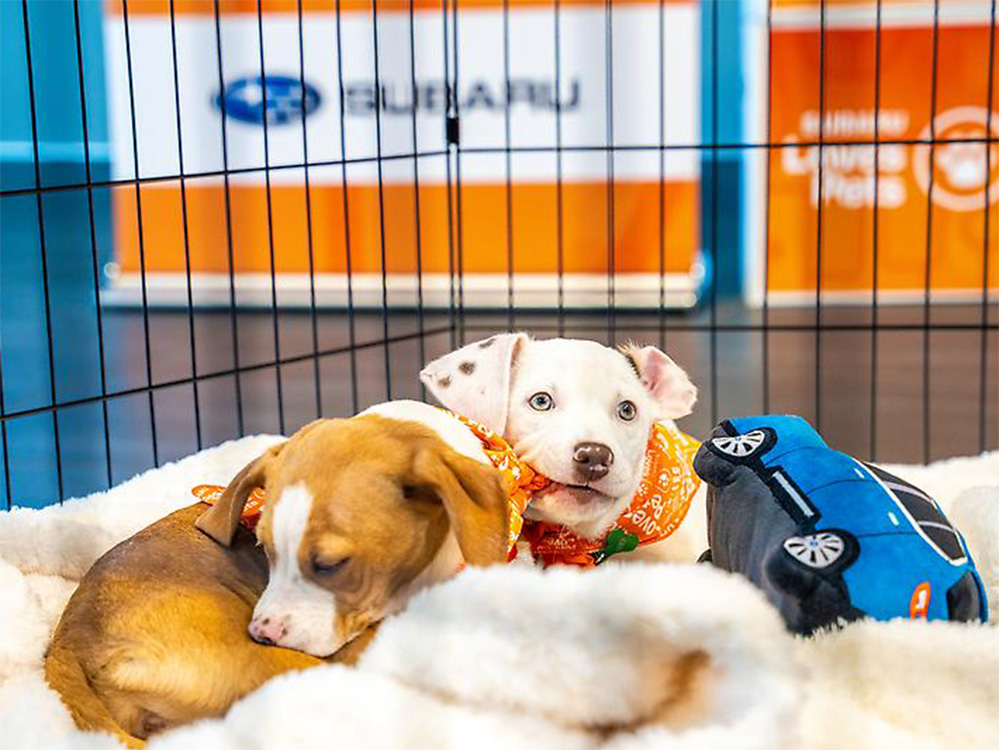 two dogs lie together at a Subaru expo 