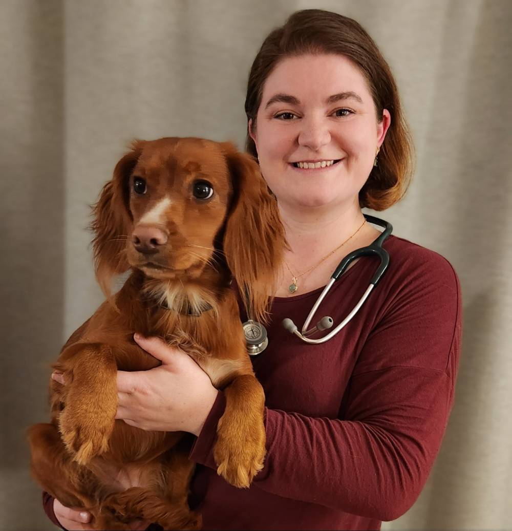 Woman with stethoscope around next holding a red cocker spaniel 