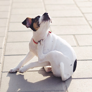 Puppy scratching on the street
