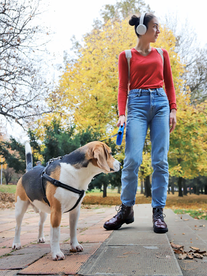 a young woman wearing jeans and white headphones has a beagle on a lead