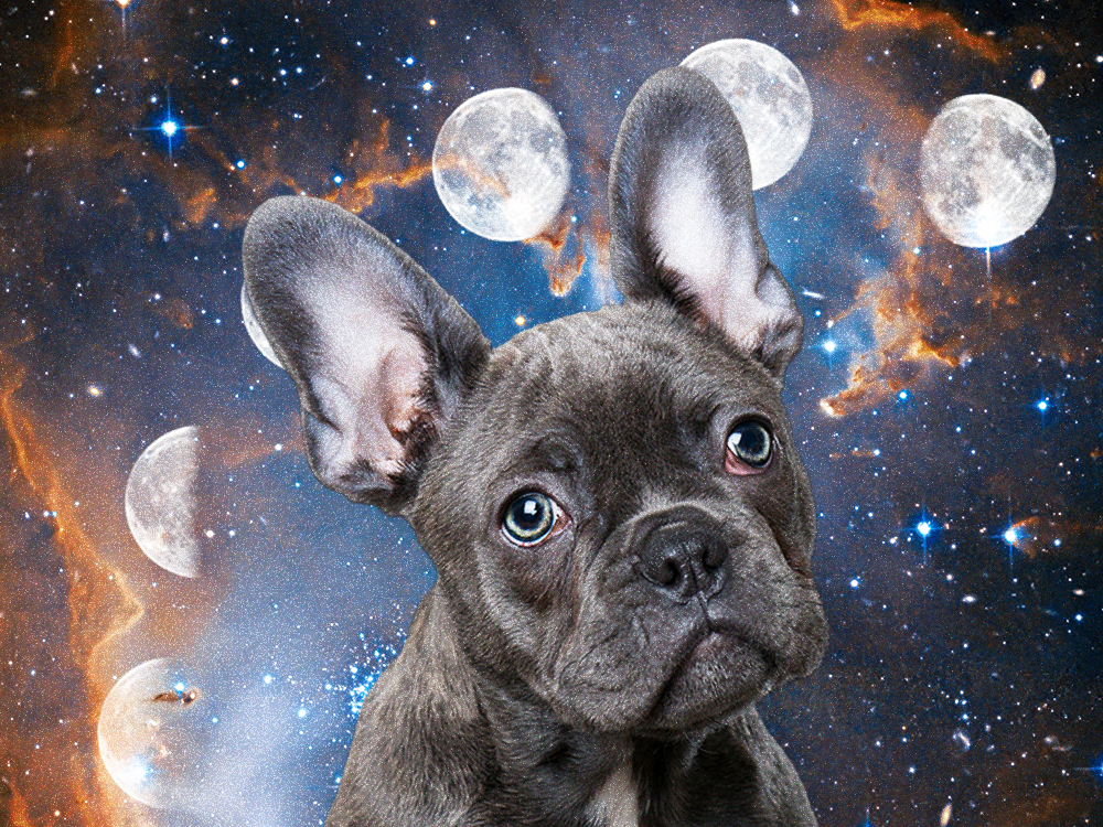 How the Moon Phases Affect Your Pet · The Wildest