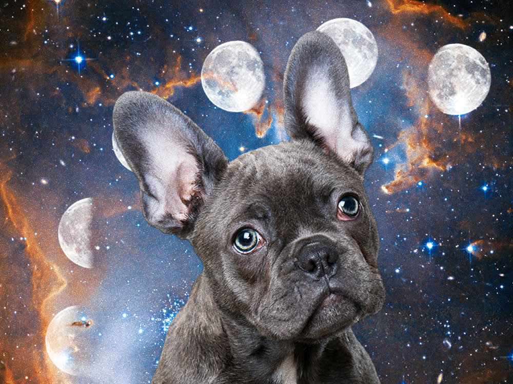 French bulldog in front of a collage of the galaxy sky and lunar phases