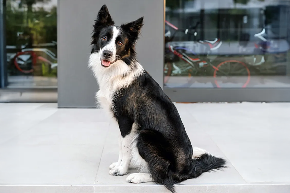 A black-and-white dog stands in front of a building on the sidewalk looking at the camera.