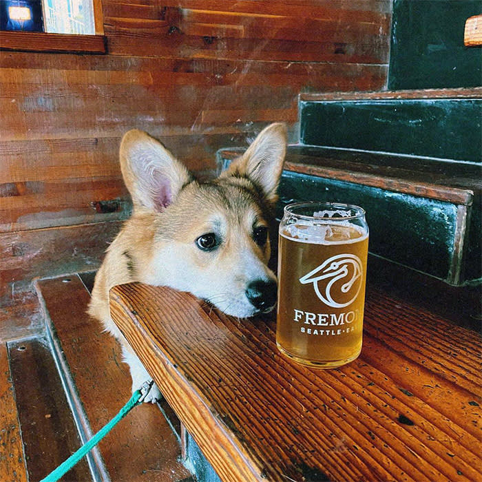 a dog at Fremont Brewing Company
