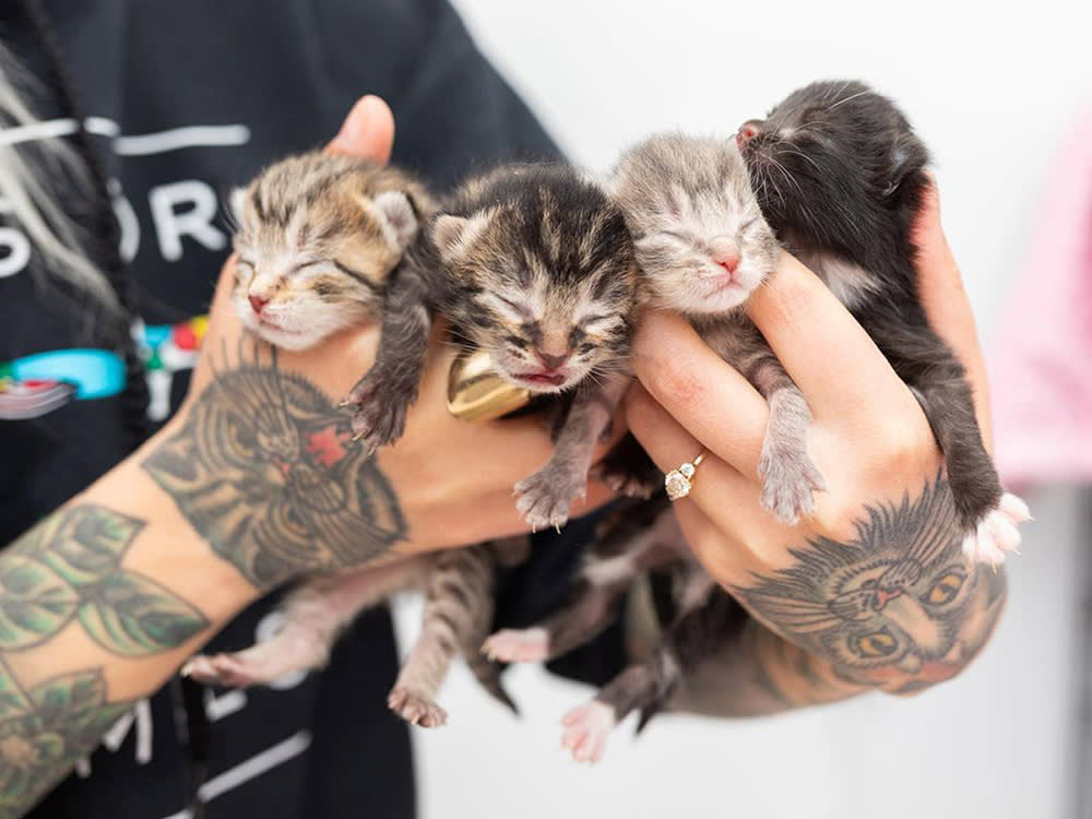 four small kittens are held in two hands