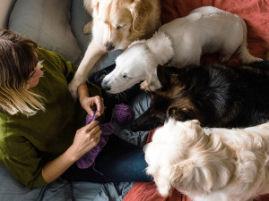 Overhead shot of woman knitting a pair of purple socks while her four dogs lay on her for attention