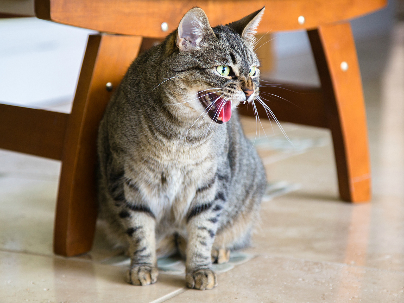 angry hissing cat