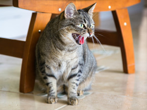 cat hissing under chair