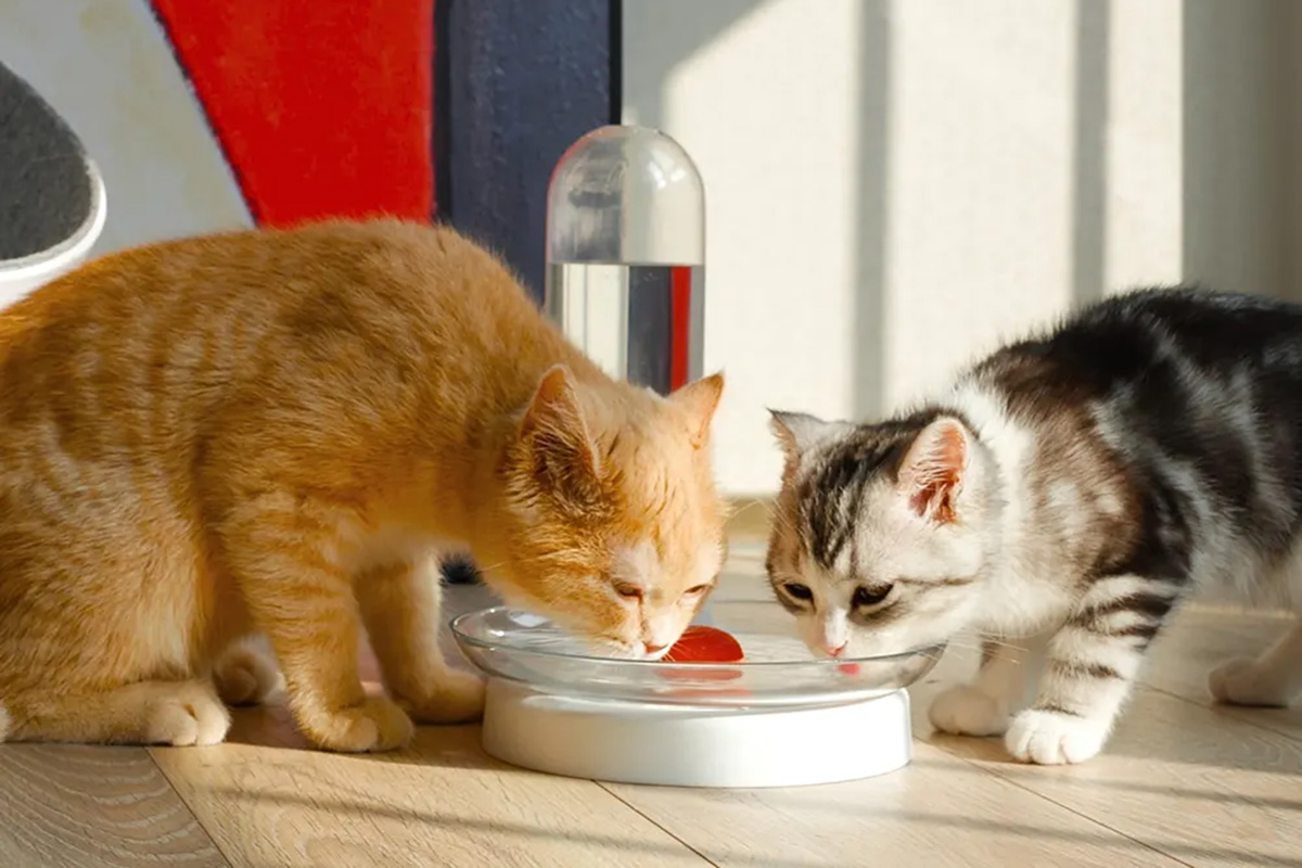 Cat drinking water