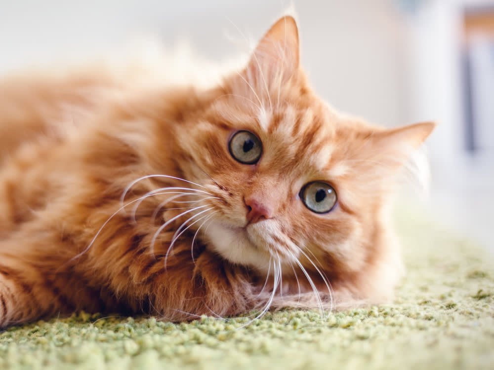 Cat with ginger medium length hair and green eyes