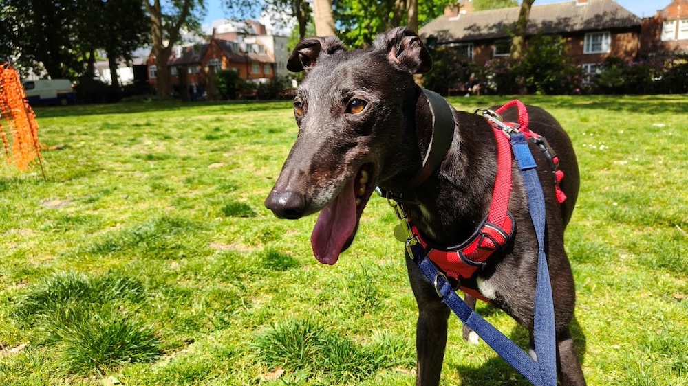 a picture of a greyhound in a garden