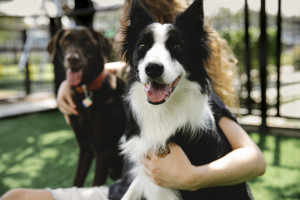 A woman sitting with her arms around two dogs in a park. 