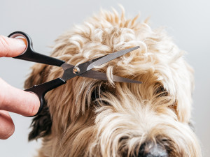 How to Cut Dog Hair with Scissors: 11 Steps (with Pictures)