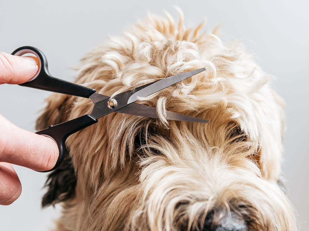 A wheaten terrier getting a haircut to remove the hair from over his eyes 