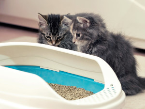Two cute kittens are sitting near their litter box.