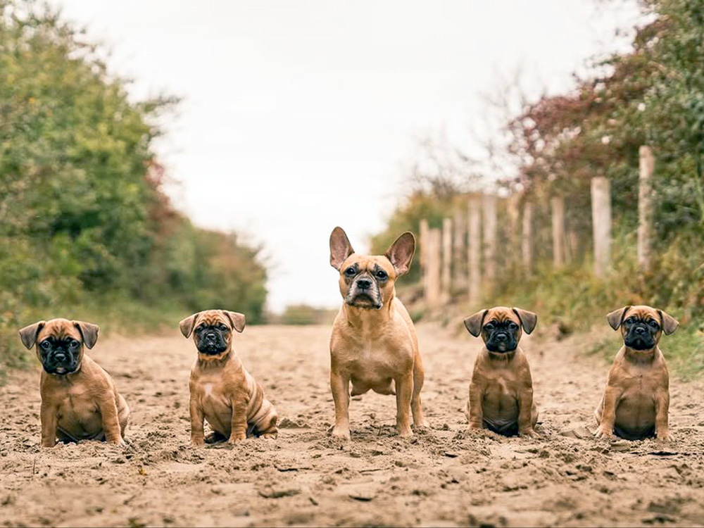 Row of dogs from Hawbucks