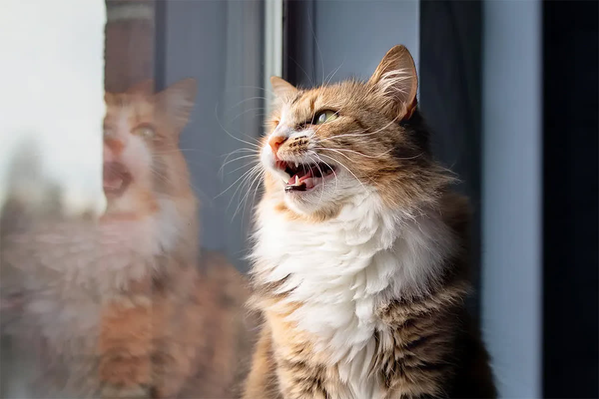 Cat meowing at window