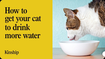 How to Get Cats to Drink More Water