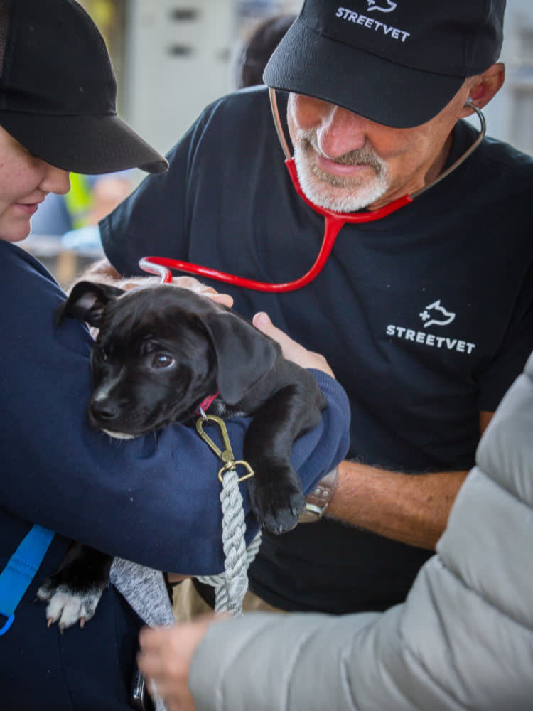 A small black puppy being held while a male vet listens to their back with a stethoscope.