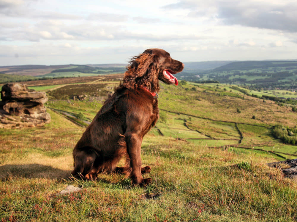 Dog on top of a hill off-lead