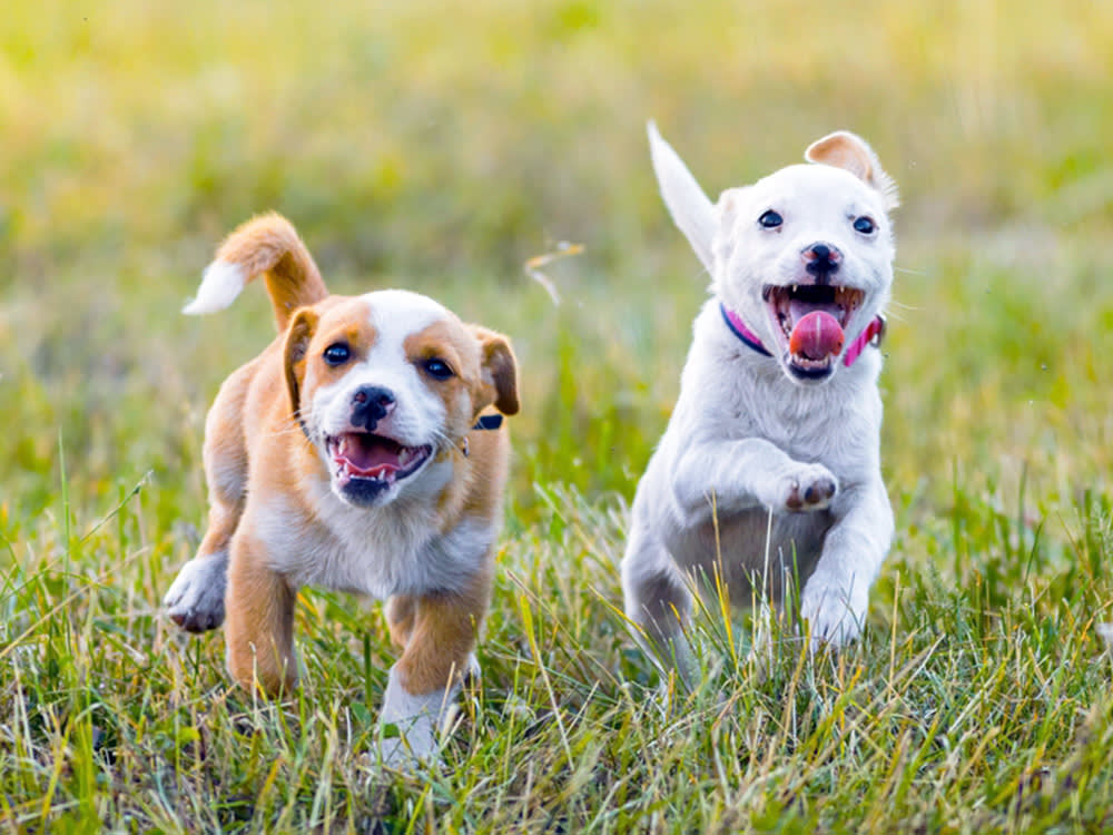 Two dogs running around outside in the grass.