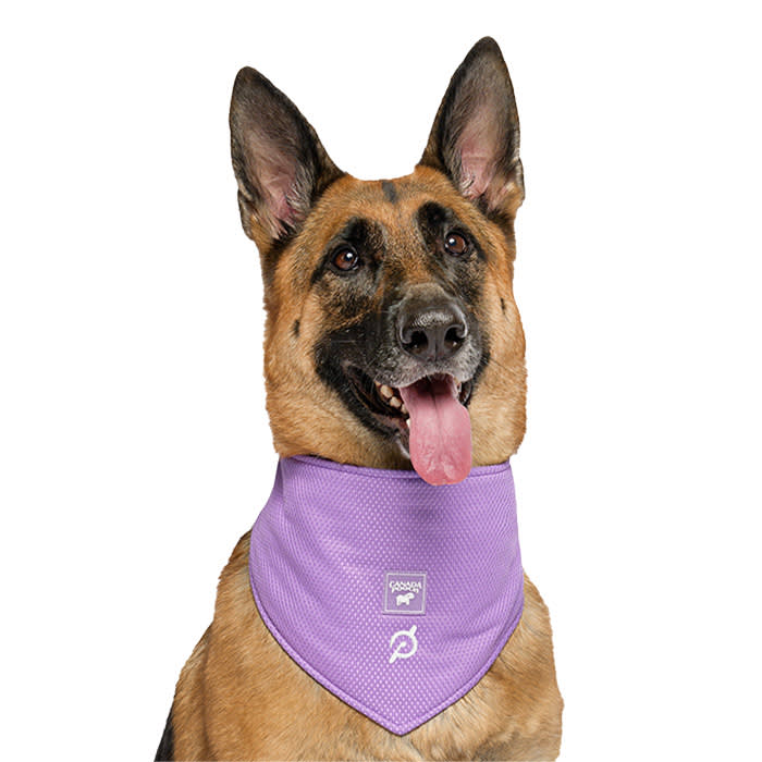 Peloton x Canada Pooch cooling bandana