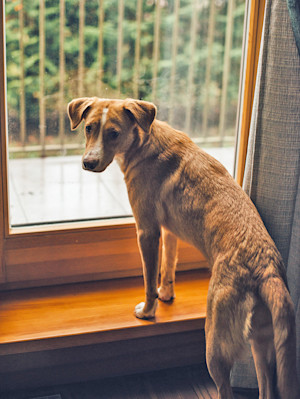 Sad dog waiting by window at home.