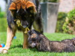 Adult German Shepherd dog plays with a puppy on the lawn