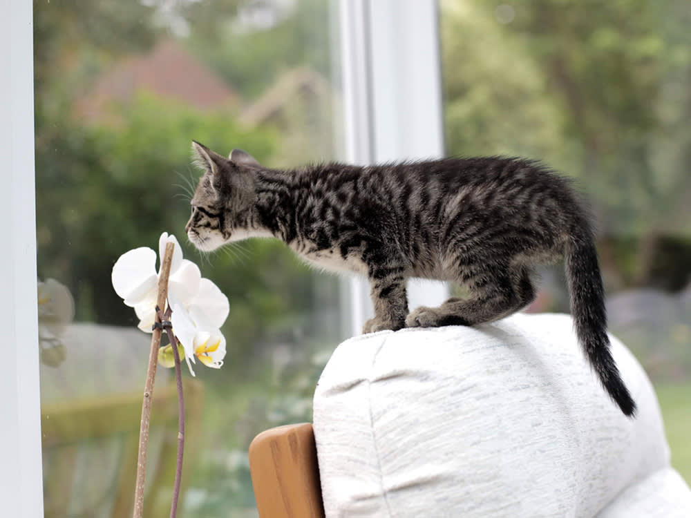 Half-bengal kitten indoors smelling white orchid flowers in a conservatory.
