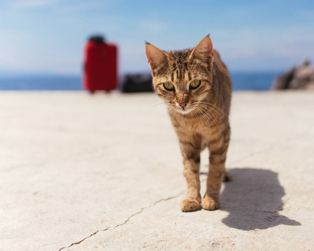 cat on a dock with a suitcase in the background