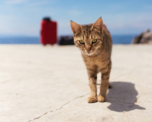 cat on a dock with a suitcase in the background