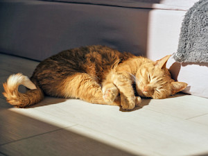 Orange cat sun bathing at home.
