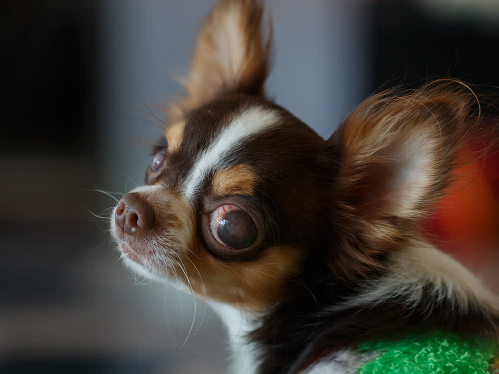 close up of Chihuahua dog's eye with cataracts