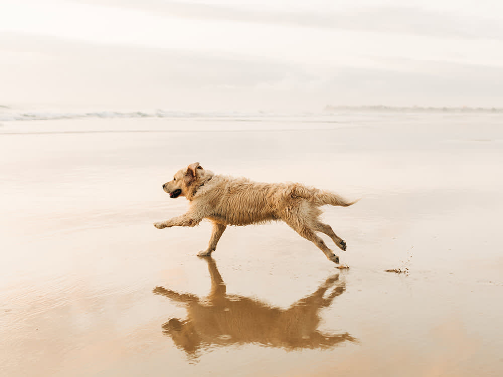A golden retriever in full run along a shoreline.
