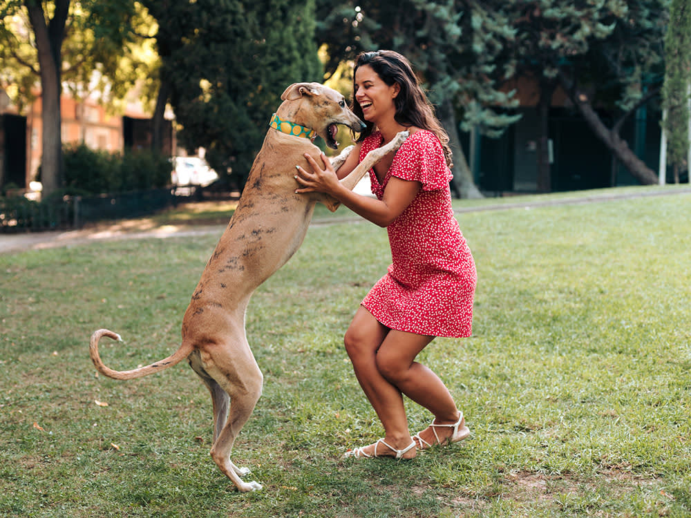 Portrait of a woman playing and having fun in the park with her big pet, a greyhound dog.