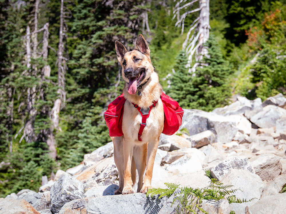11 Essential Hiking Gear for Your Dog · The Wildest