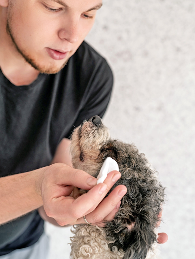Man wiping his dog's eyes with a cloth.