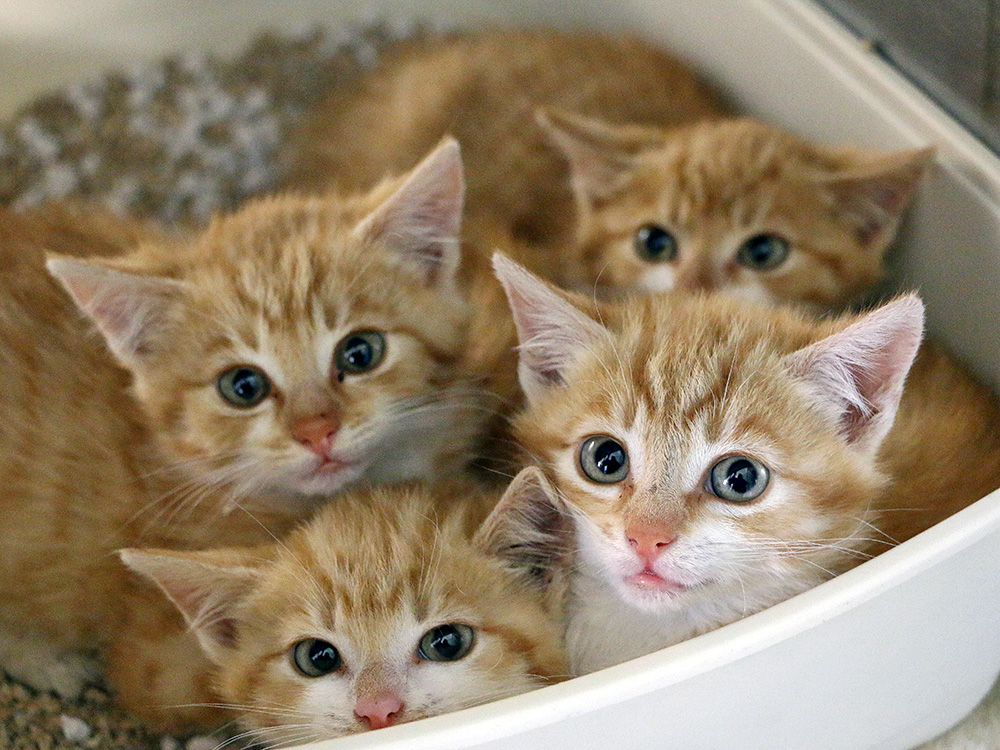 four orange kittens peek out of a litter box 