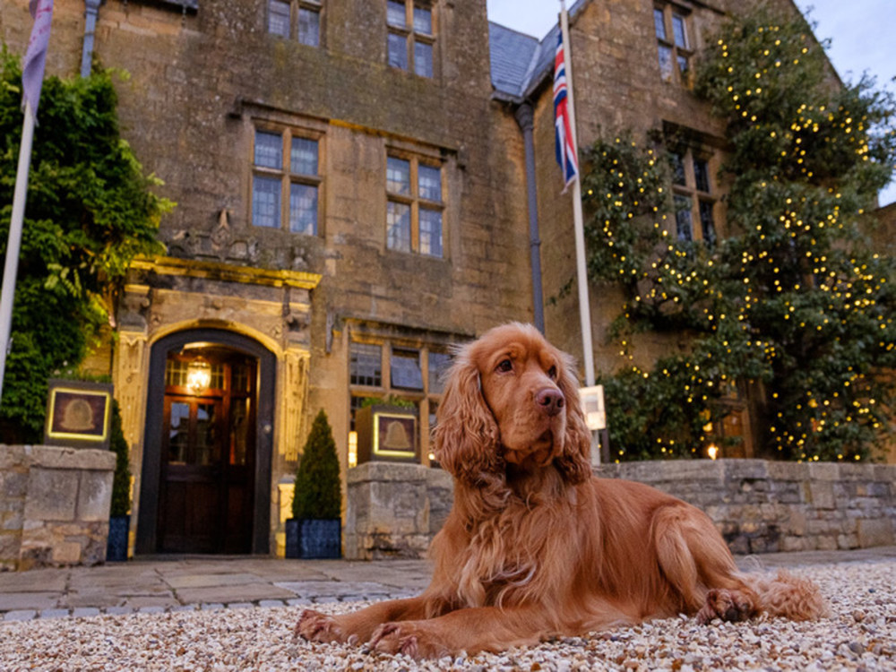 A tan Spaniel lies on a gravel driveway in front of a historic looking hotel 