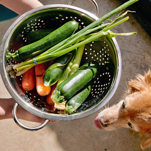 Dog sitting next to bowl of vegetables.