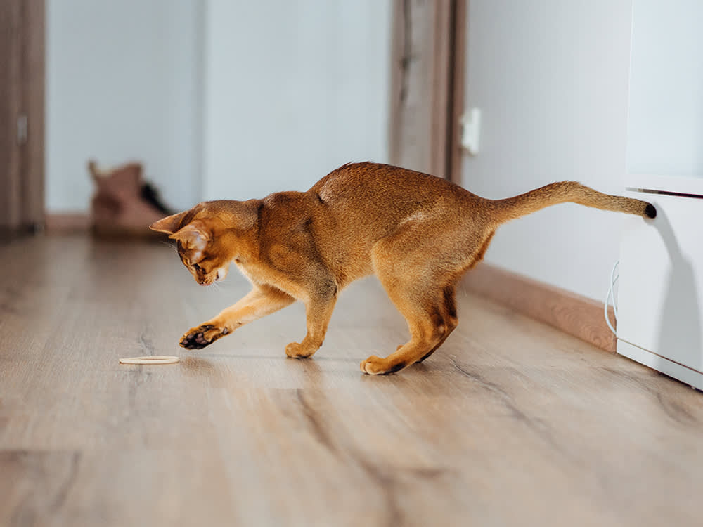 Cat playing and jumping with a rubber band