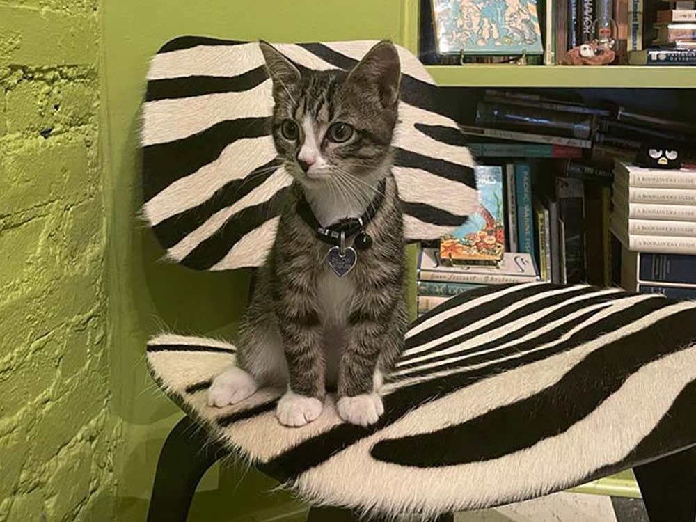 cat on a zebra print chair