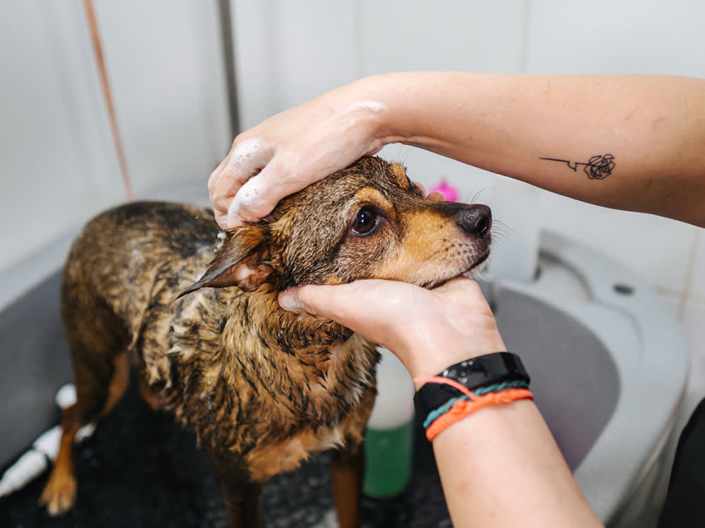 Pet Wash Services - Golden Nozzle