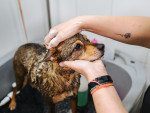 Person with rose tattoo on their arm washing a brown mixed breed medium-sized dog in a self-service dog washing station