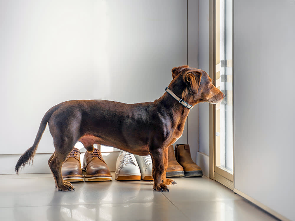 a daschund waits by the door