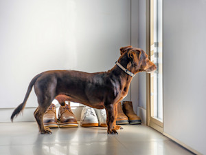 a daschund waits by the door
